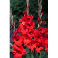 Gladiolus Advance