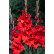 Gladiolus Advance