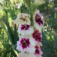 Gladiool Amber mystique
