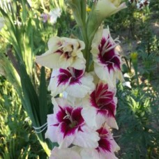 Gladiool Amber mystique
