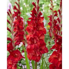 Gladiolus Amiga