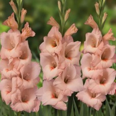 Gladiolus Apricot Beauty