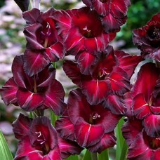 Gladiool Black Sea