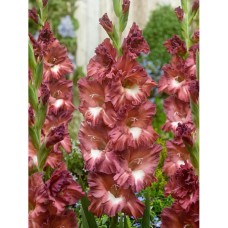 Gladiolus Cappuccino (Tiramisu)