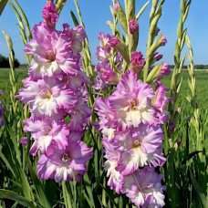 Gladiolus Cera Corfinio