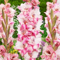 Gladiolus Cherry Candy