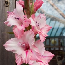 Gladiolus Cilesta