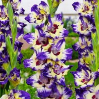 Gladiool Circus Club