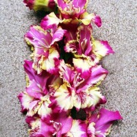 Gladiool Colour Club