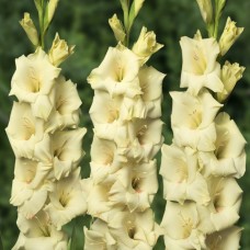 Gladiolus Cream Perfection