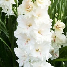 Gladiolus Decadent