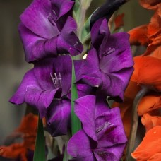 Gladiolus Donau