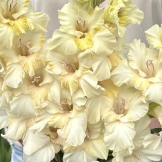 Gladiool Dreamy Creamy