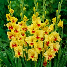 Gladiolus Jester