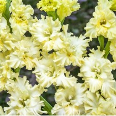 Gladiolus Lemon Tree (Petite Puce)