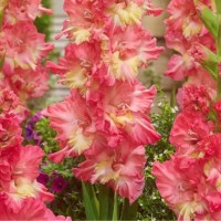 Gladiolus Mango Muse