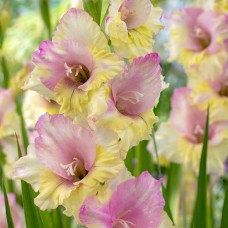 Gladiolus Mon Amour