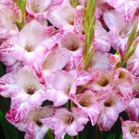 Gladiolus My Love
