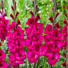 Gladiolus Natan