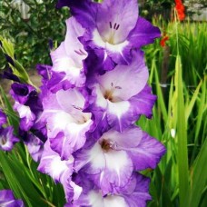 Gladiool Nori Gladiool Nori