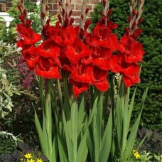 Gladiolus Oscar