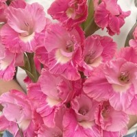 Gladiolus Pink Parrot