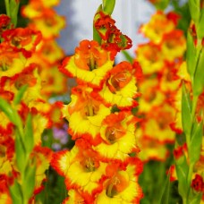 Gladiolus Pr Margareth Rose