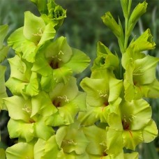 Gladiolus Prima Verde