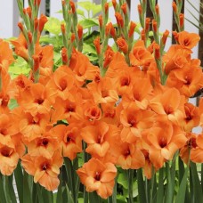 Gladiolus Prince Of Orange