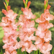 Gladiolus Princess Lee