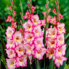 Gladiolus Priscilla