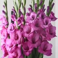 Gladiolus Purple Diamond