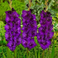 Gladiolus Purple Flora