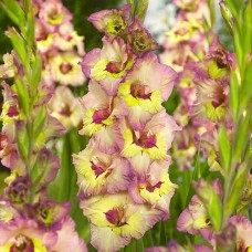 Gladiolus Sapporo