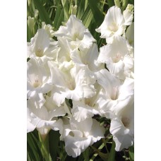 Gladiolus Serena