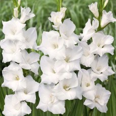 Gladiolus Snowdon