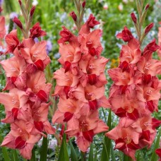 Gladiolus Soul