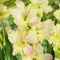 Gladiolus Summerjoy