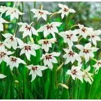 Gladiolus callianthus Murielae