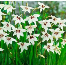 Gladiolus callianthus Murielae