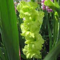 Gladiolus Green Star