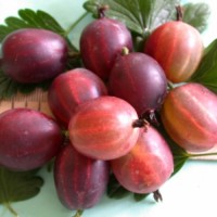 Gooseberry Kamieniar