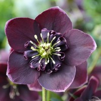 Lumeroos ANEMONE PLAIN WINE RED