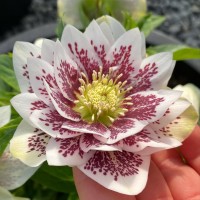 Lumeroos DOUBLE BLOTCHED WHITE
