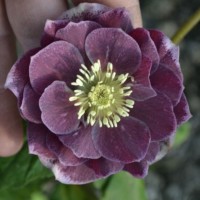 Lumeroos DOUBLE AUBERGINE WHITE EDGE