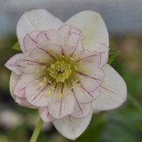 Lumeroos DOUBLE PICOTEE PINK WHITE