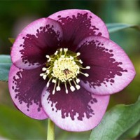 Lumeroos SINGLE PINK DARK BLOTCHED