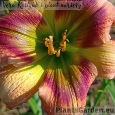 Päevaliilia Green Rainbow
