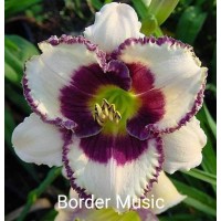 Päevaliilia Border Music