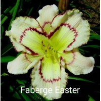 Päevaliilia Faberge Easter